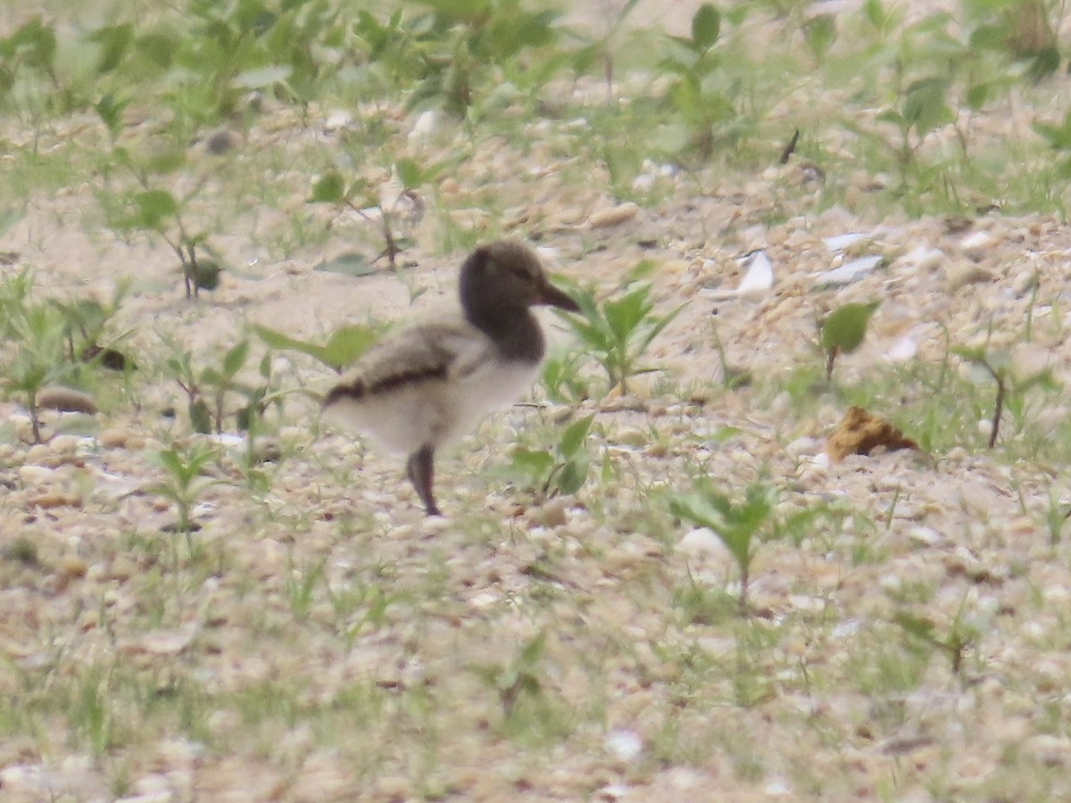 American Oystercatcher - Angela Romanczuk