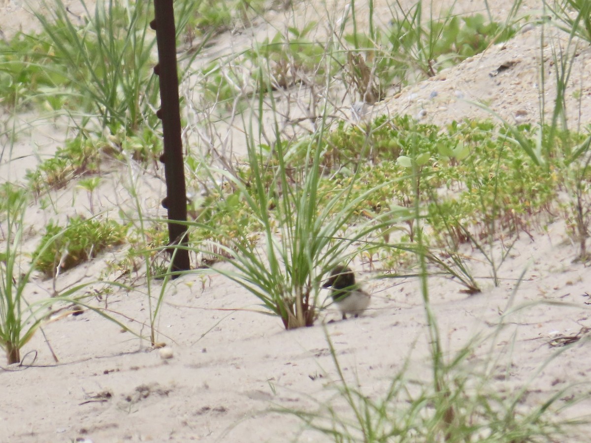 American Oystercatcher - ML619653577