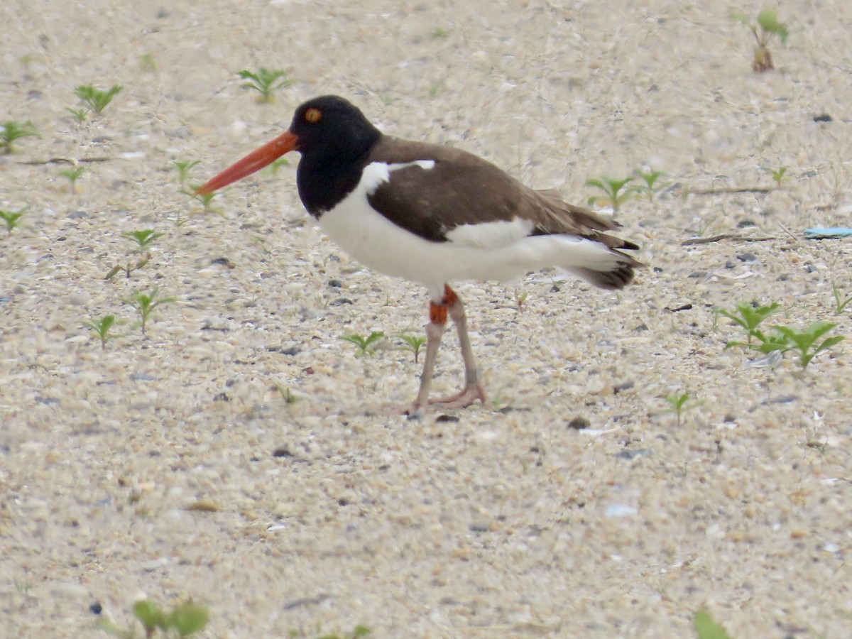 American Oystercatcher - ML619653578