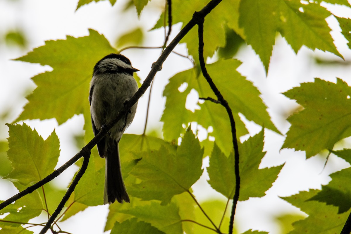 Black-capped Chickadee - Joshua  Vincent