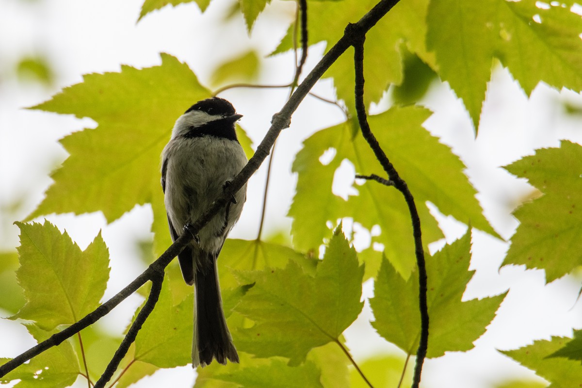 Black-capped Chickadee - Joshua  Vincent