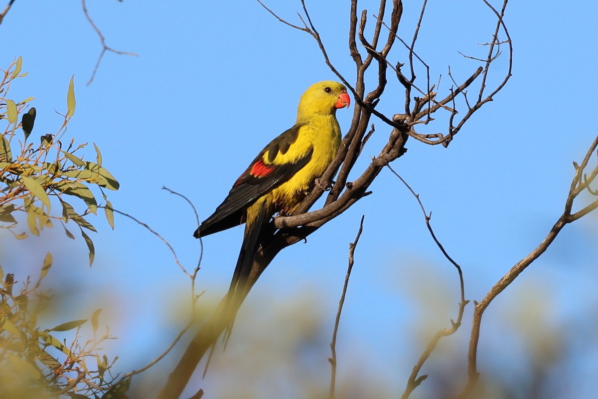 Regent Parrot - ML619653604