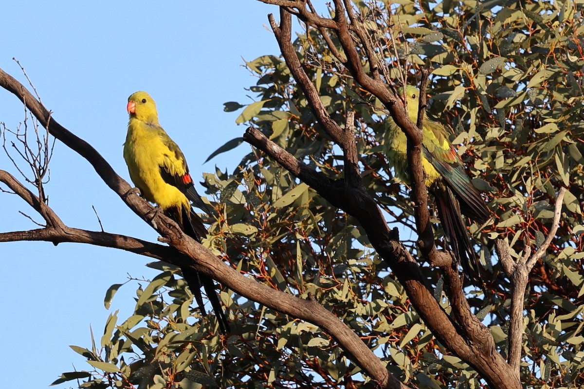 Regent Parrot - Chris Chapman