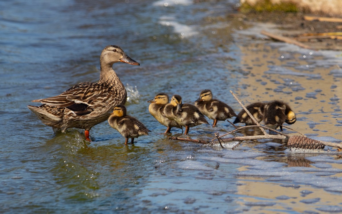 Mallard - Manuel Duran