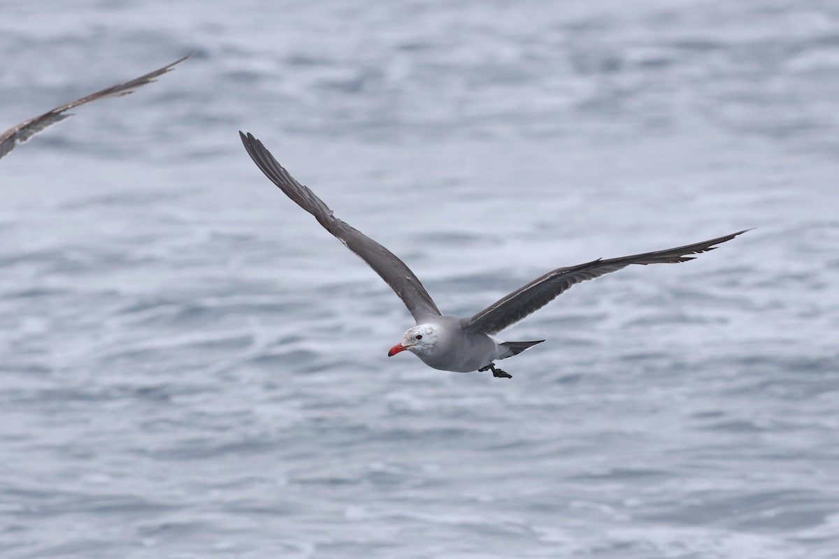 Heermann's Gull - Caleb Villar