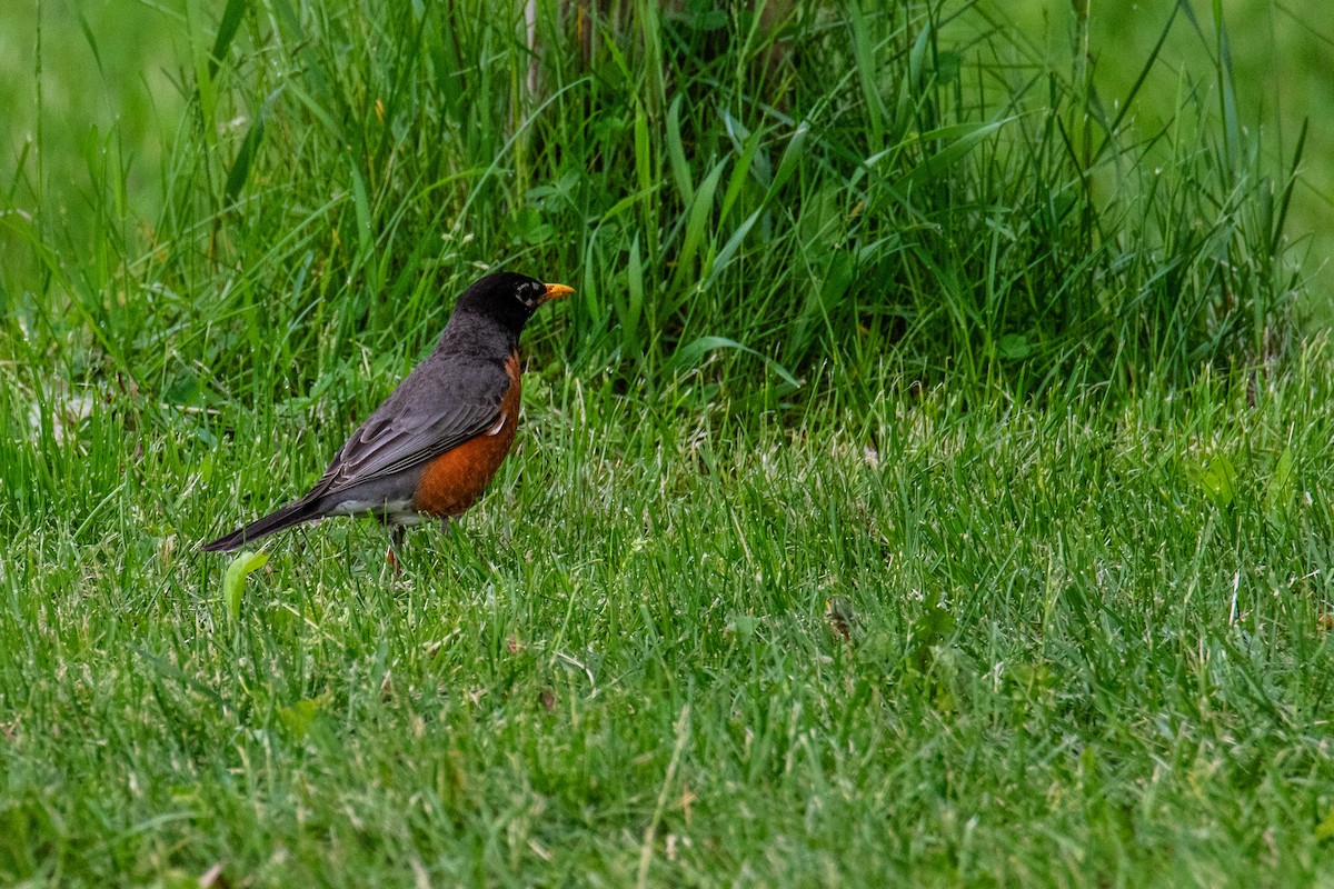 American Robin - Joshua  Vincent