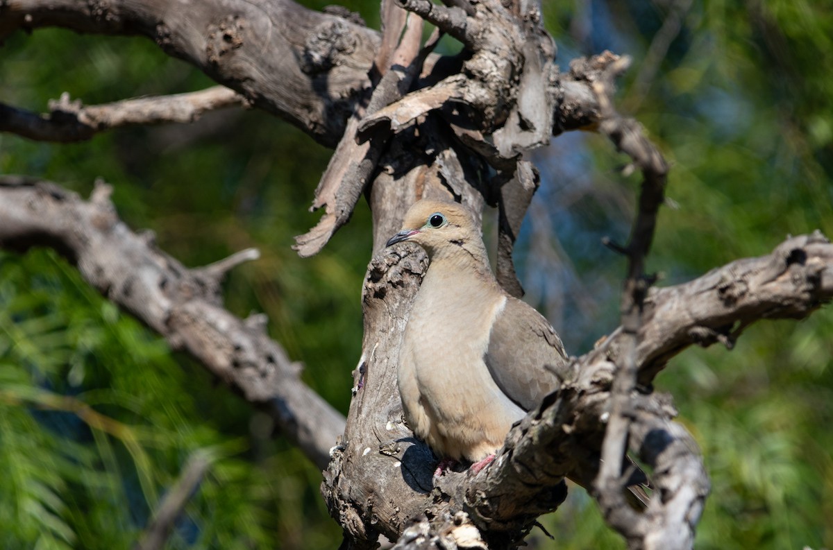 Mourning Dove - Manuel Duran