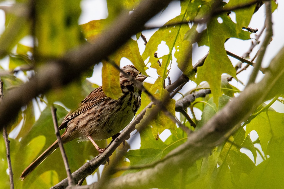 Song Sparrow - Joshua  Vincent