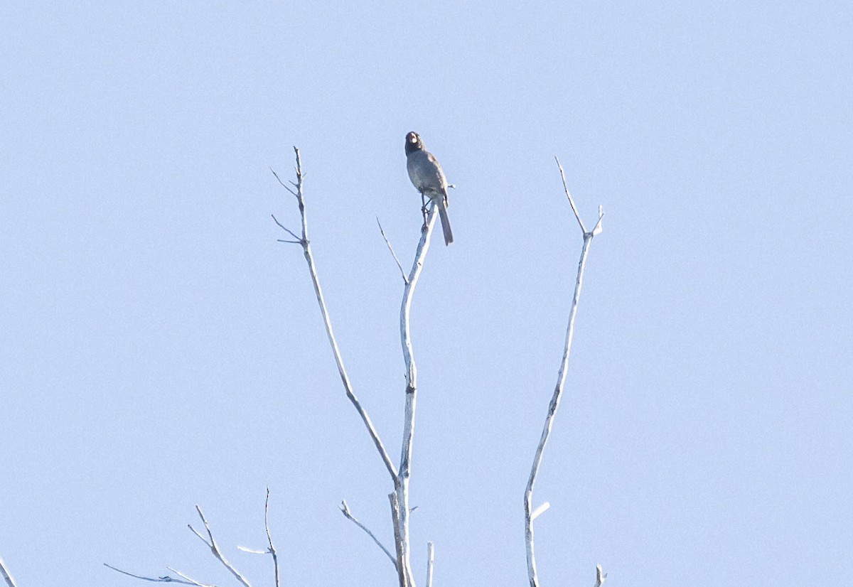 Black-chinned Sparrow - John Scharpen