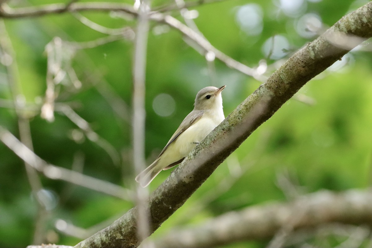 Warbling Vireo - William Going