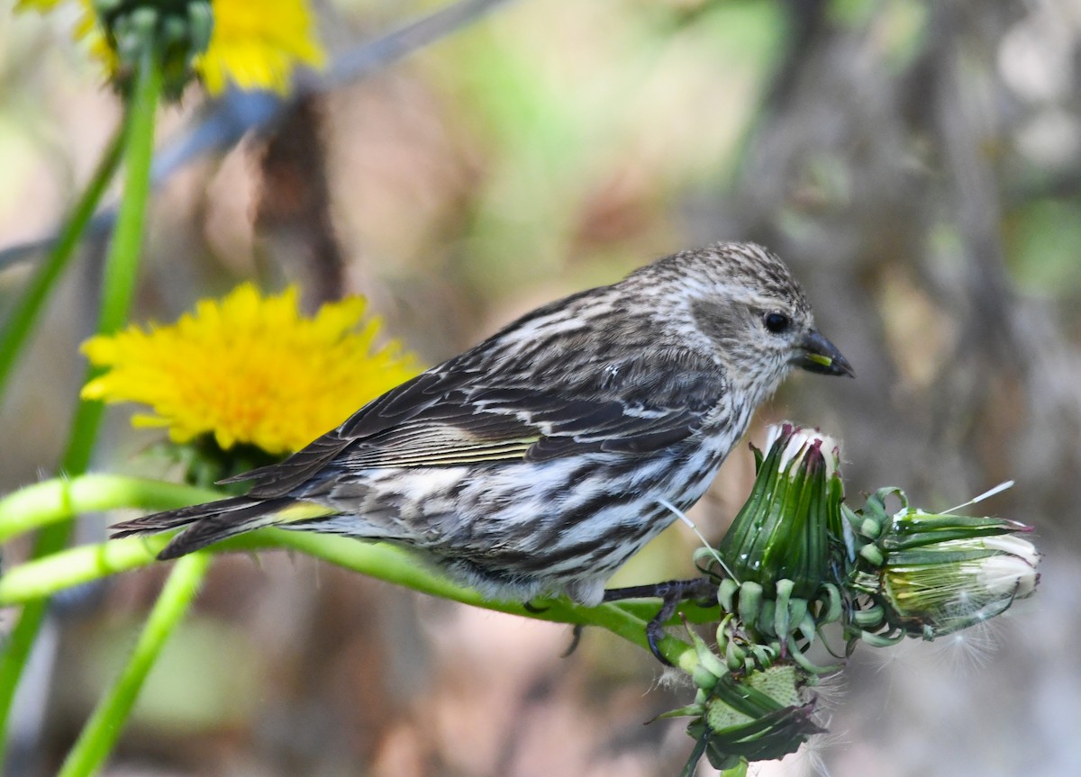 Pine Siskin - megan mcgarity