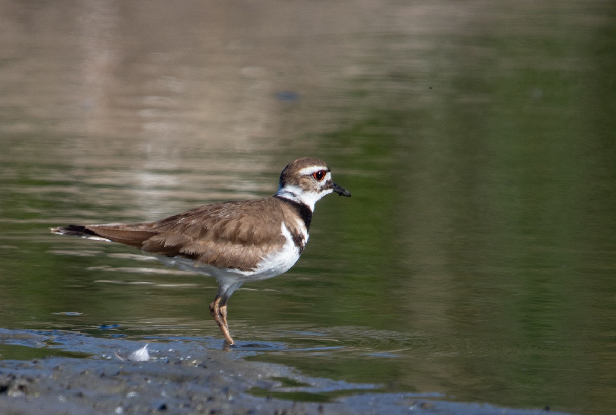 Killdeer - Manuel Duran