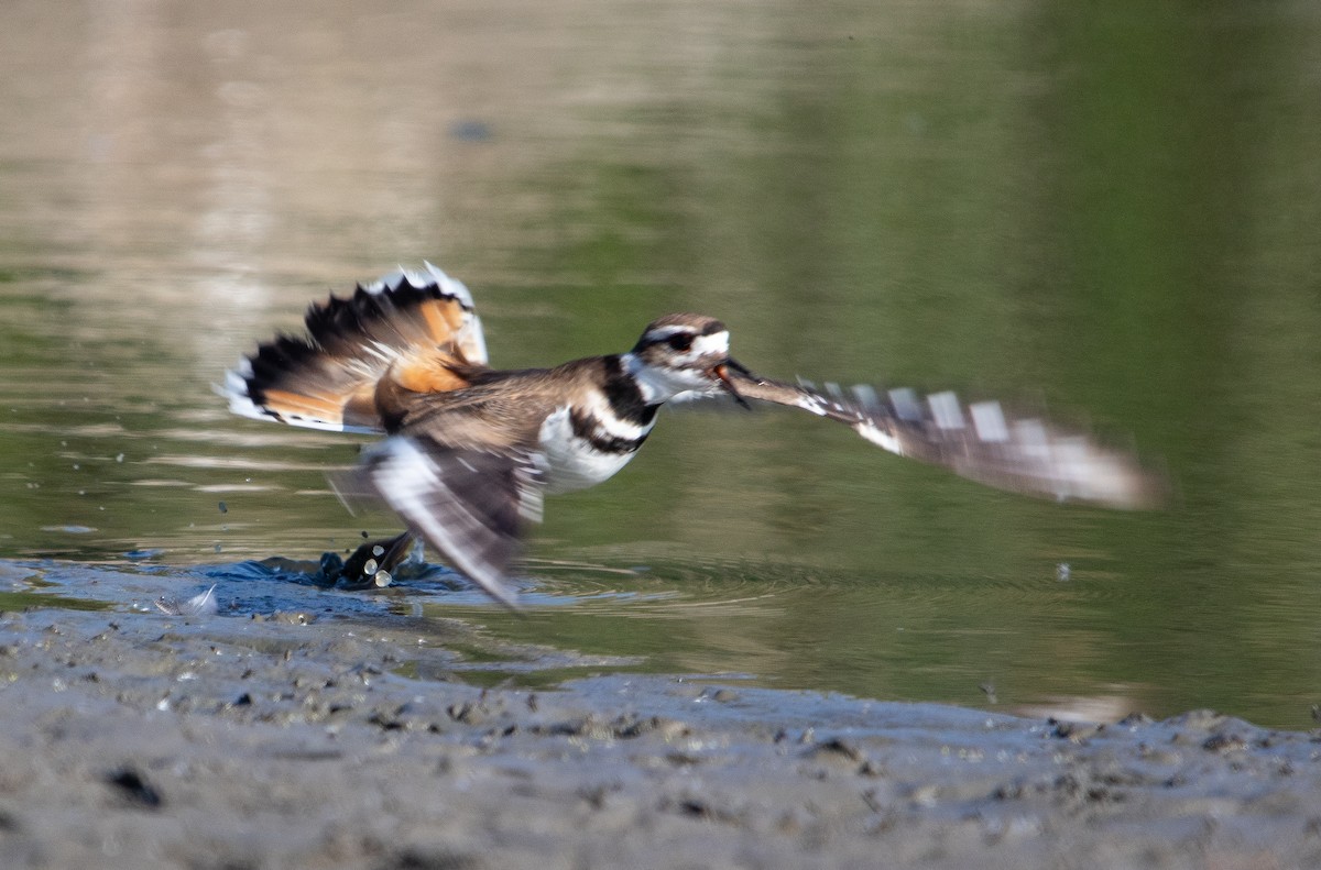 Killdeer - ML619653637