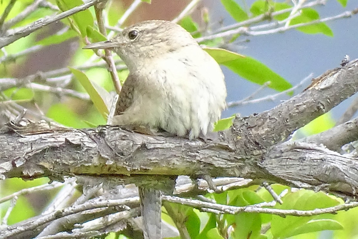 House Wren - ML619653663