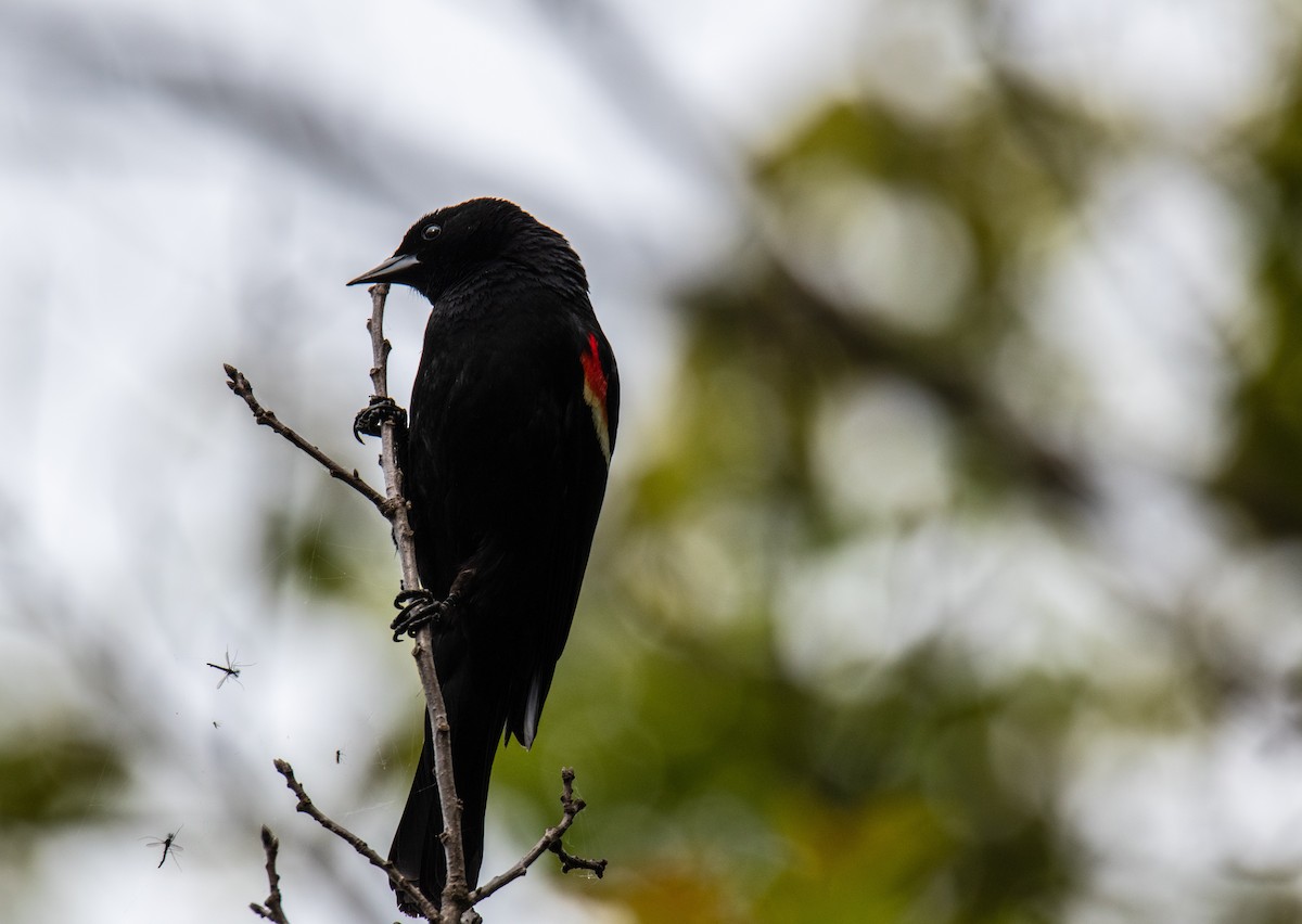 Red-winged Blackbird - ML619653670
