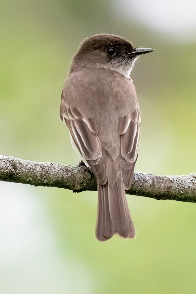 Eastern Phoebe - ML619653677