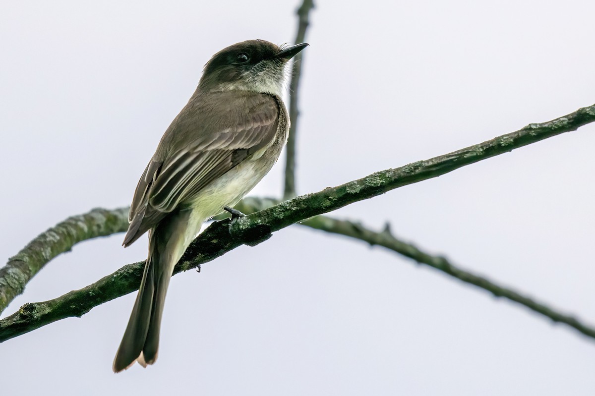 Eastern Phoebe - ML619653678