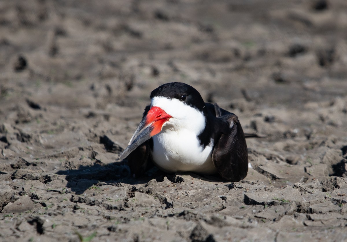 Black Skimmer - Manuel Duran