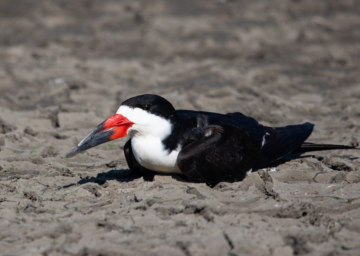 Black Skimmer - Manuel Duran