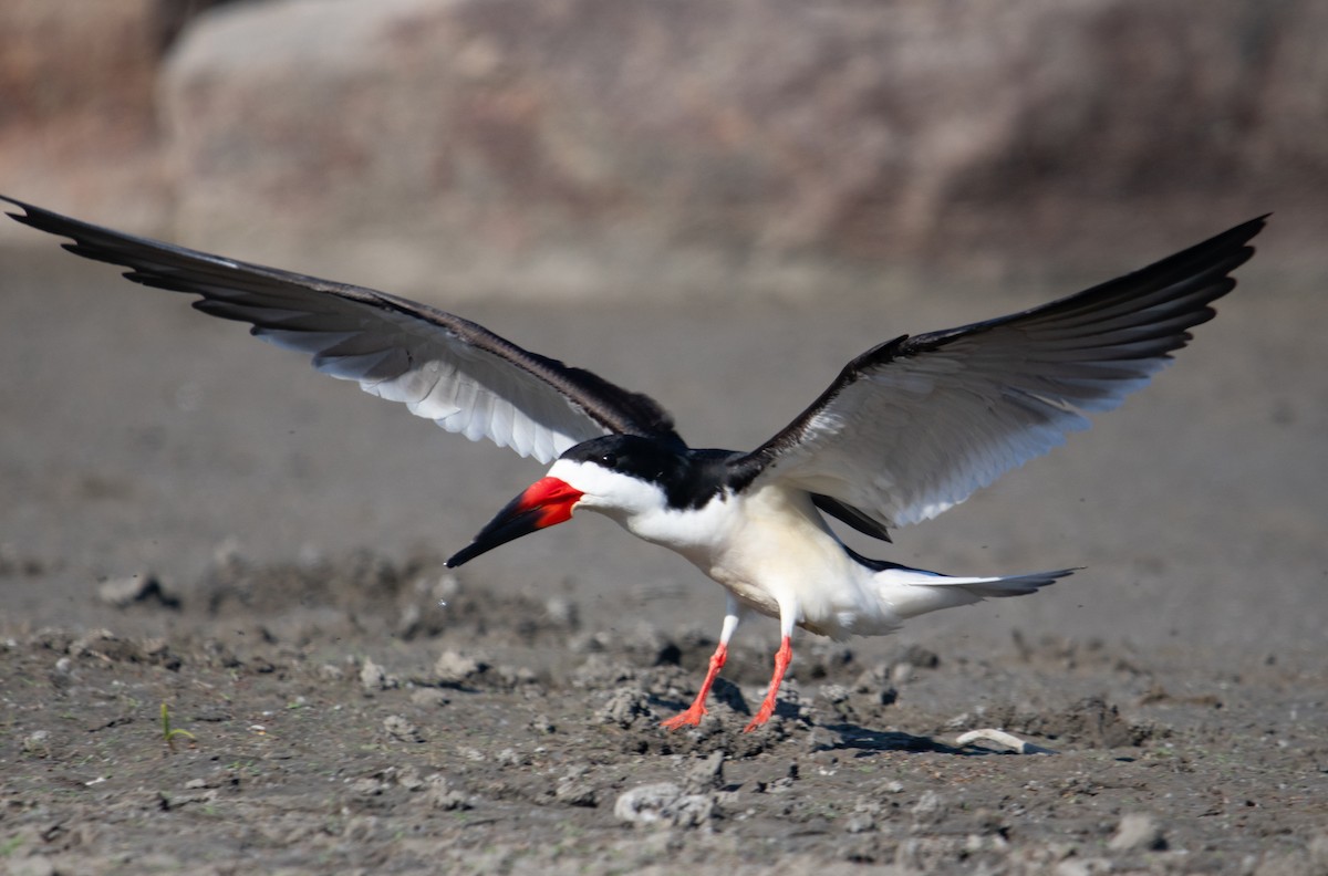 Black Skimmer - Manuel Duran