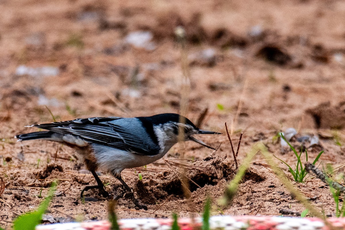 White-breasted Nuthatch - ML619653683