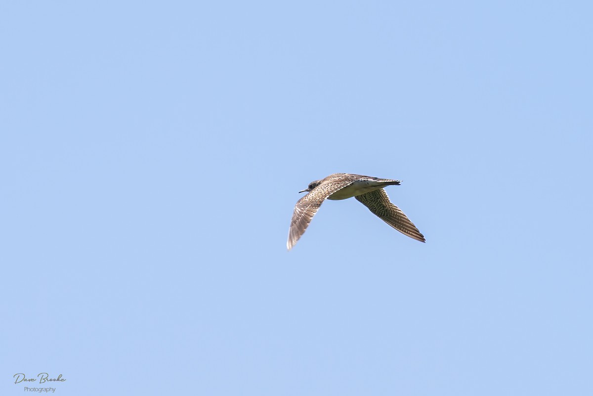 Upland Sandpiper - Dave Brooke