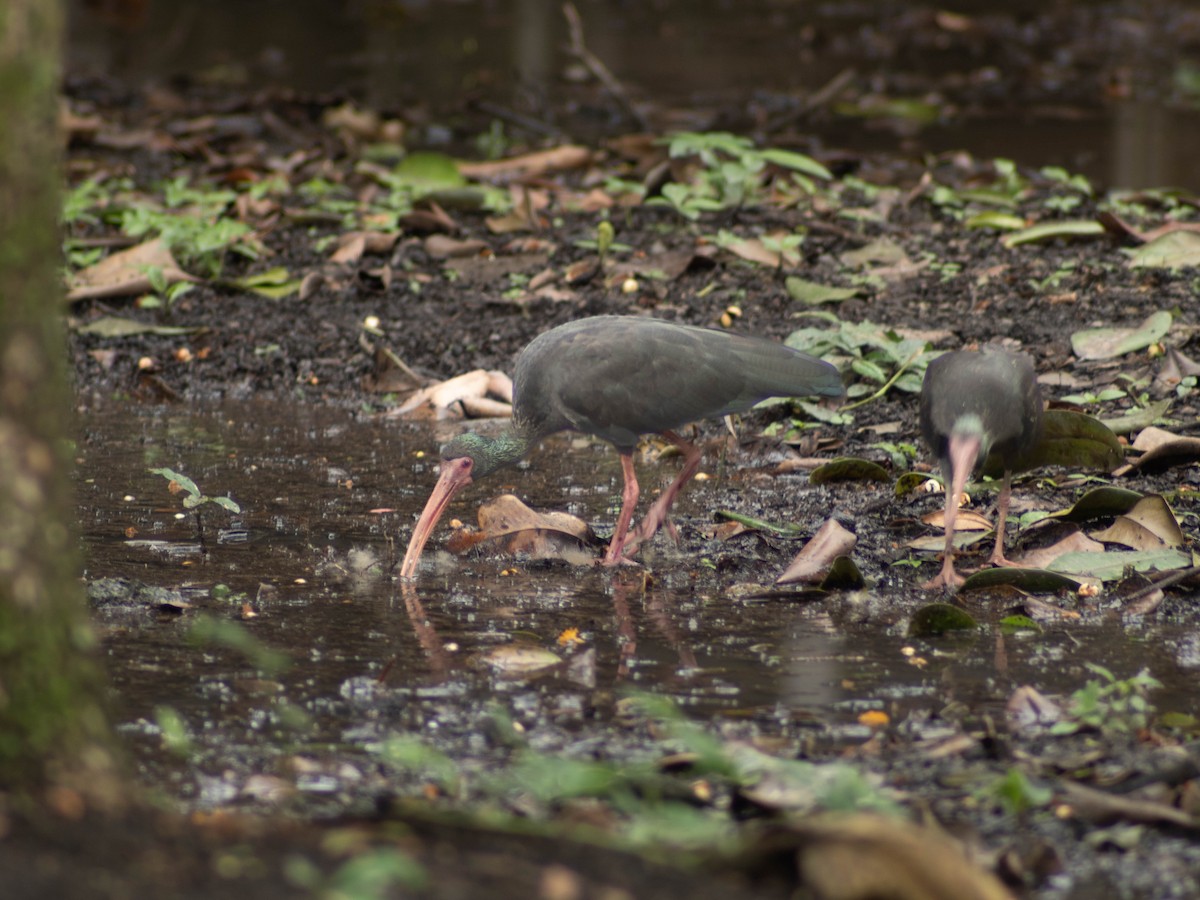 Bare-faced Ibis - Eyder Daniel Gómez López