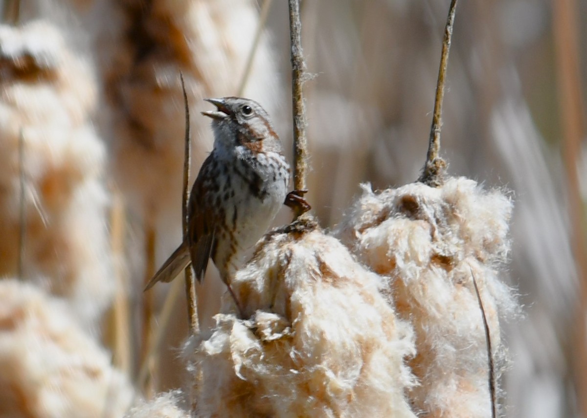 Song Sparrow - megan mcgarity