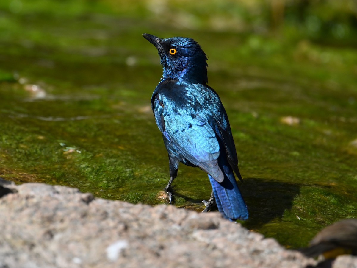 Cape Starling - jerald britten