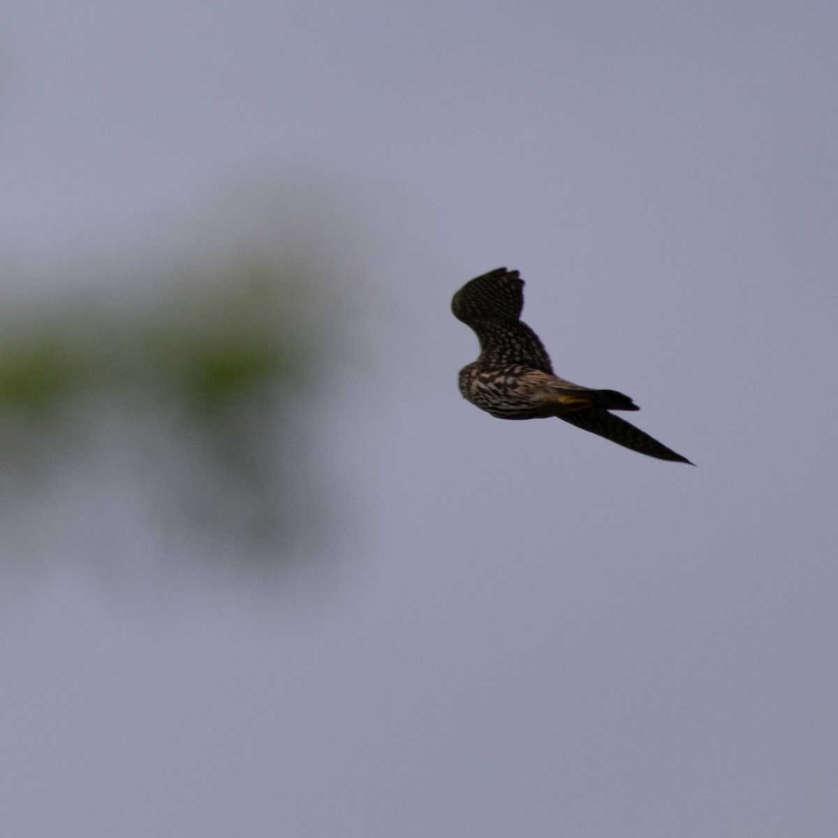 Merlin - Christine Pelletier et (Claude St-Pierre , photos)