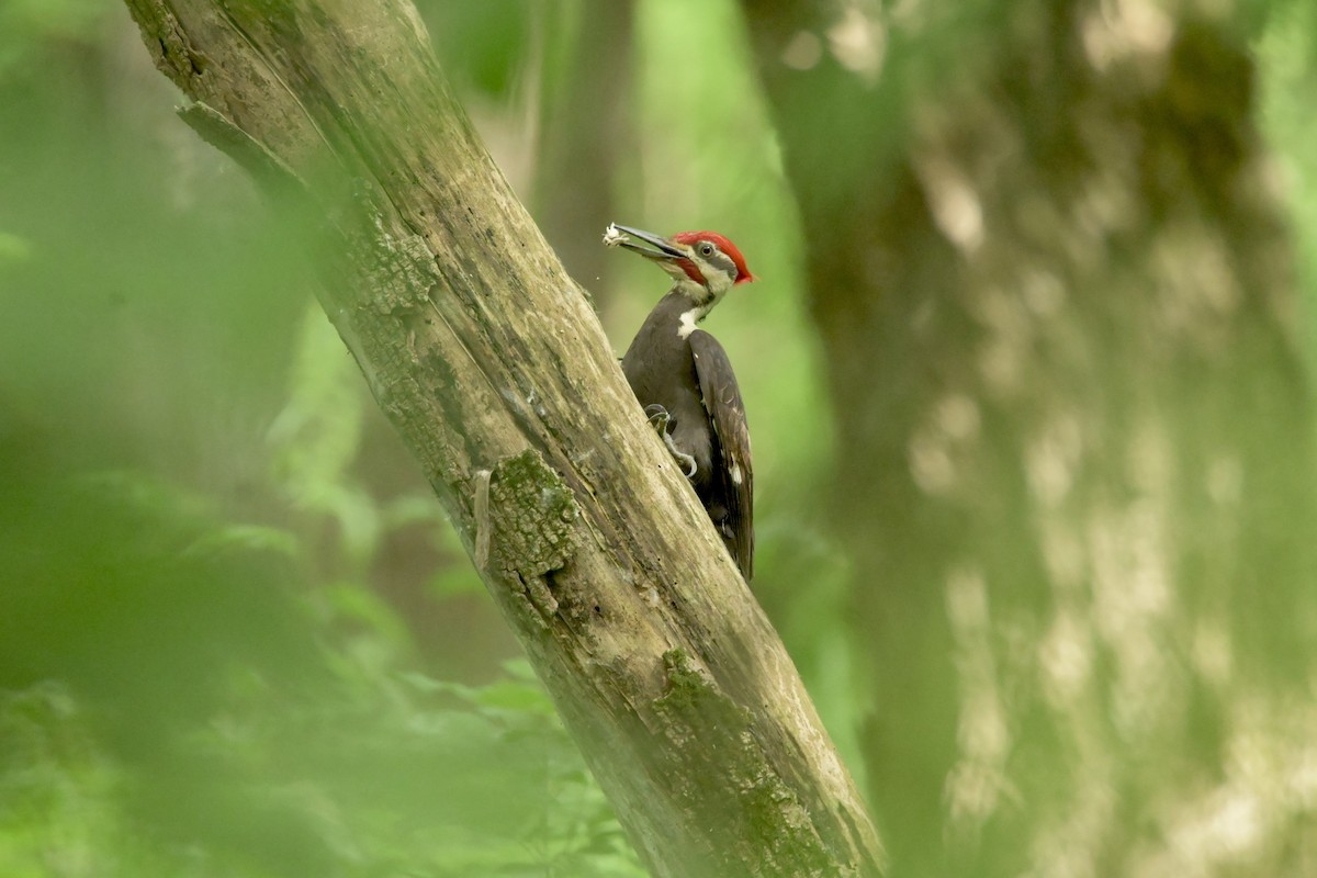 Pileated Woodpecker - Justin Riley