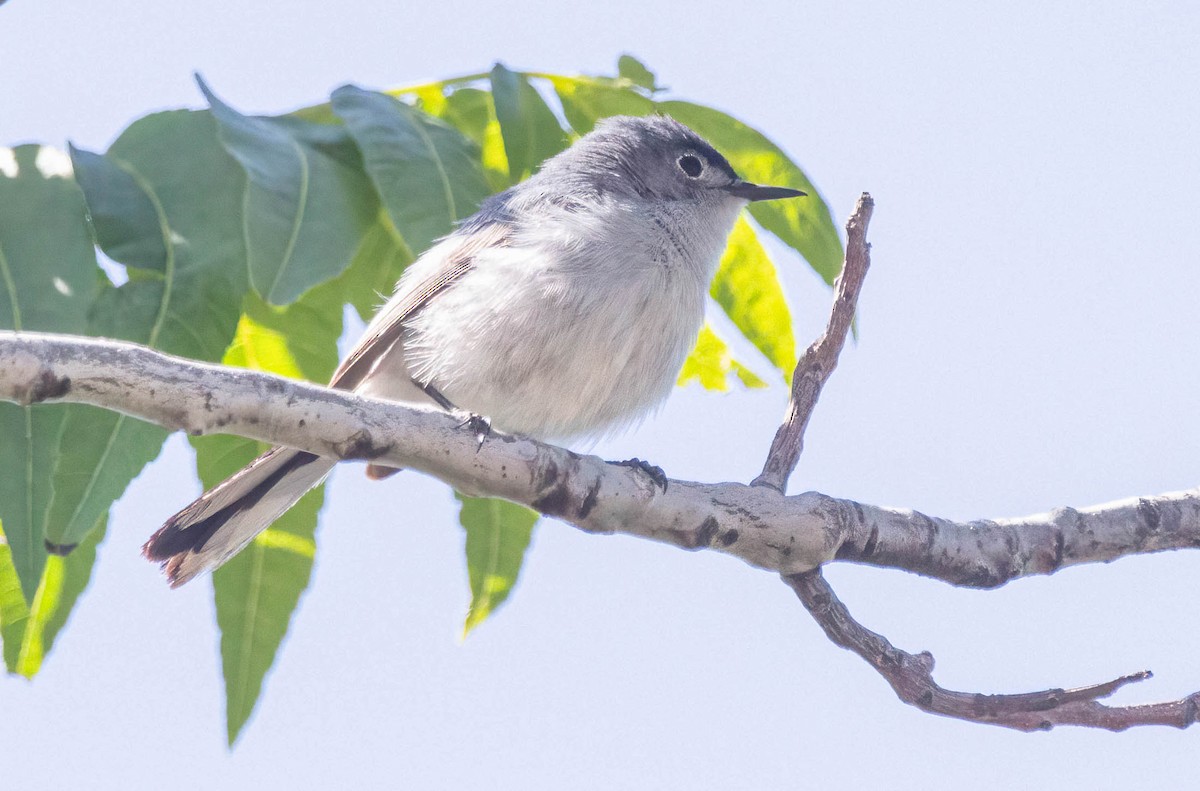 Blue-gray Gnatcatcher - John Scharpen