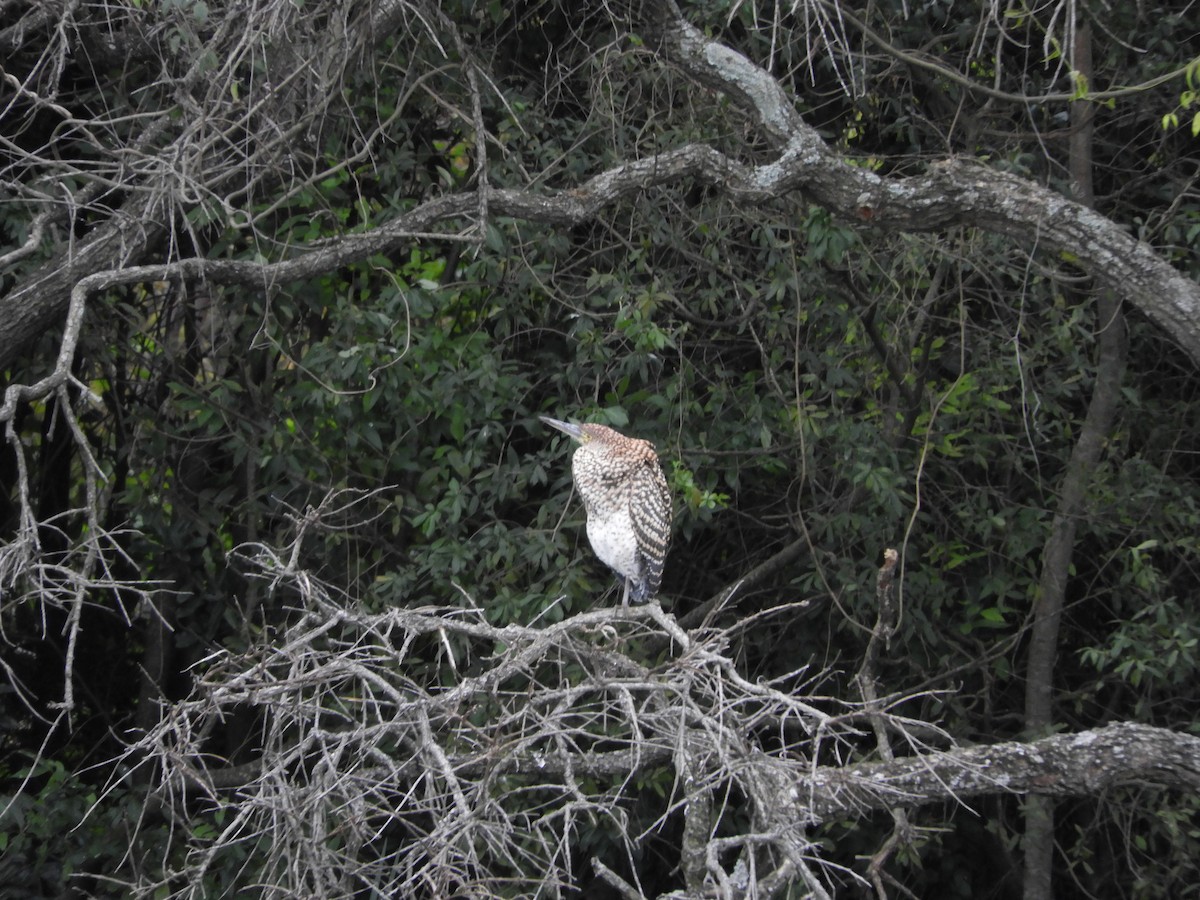 Rufescent Tiger-Heron - Leandro Ceschin