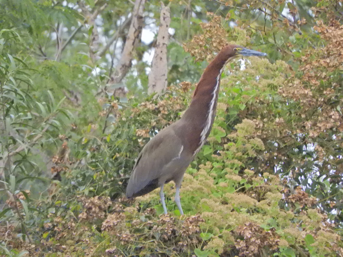 Rufescent Tiger-Heron - Leandro Ceschin