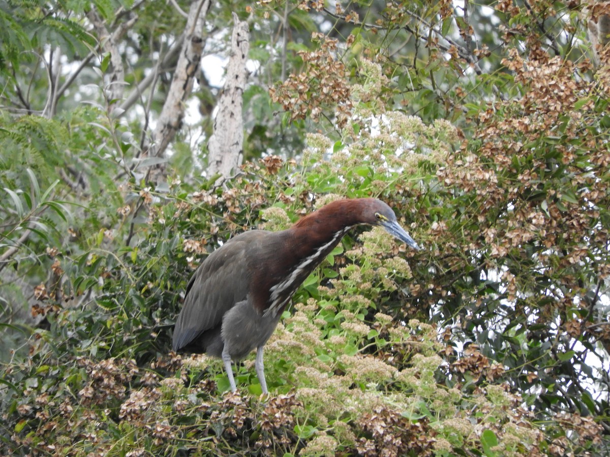 Rufescent Tiger-Heron - Leandro Ceschin