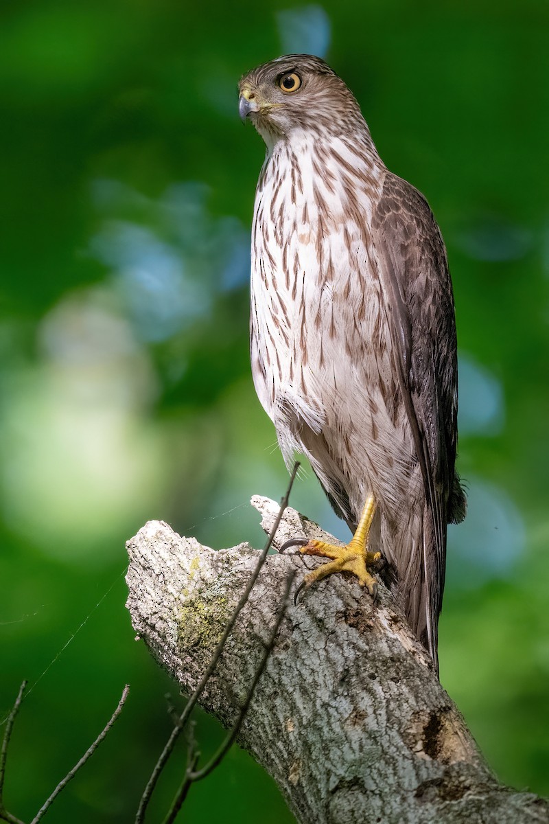 Cooper's Hawk - ML619653722