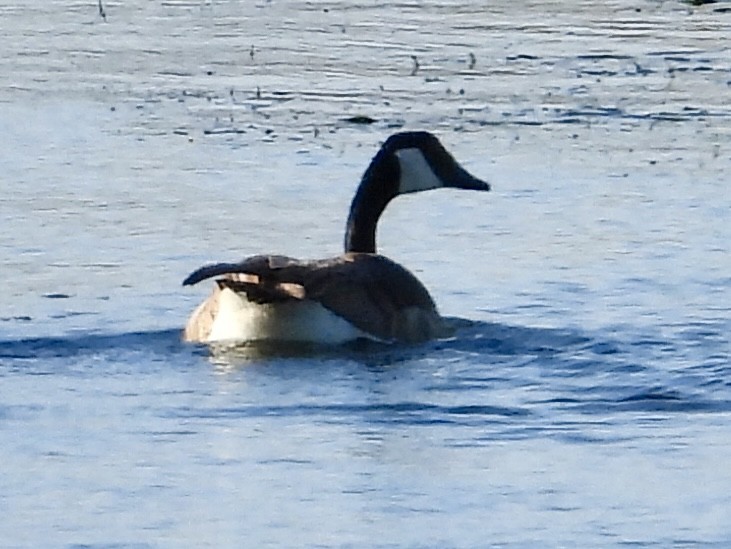 Canada Goose - John Amoroso