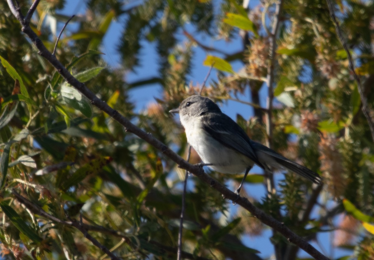 Bell's Vireo (Least) - Manuel Duran