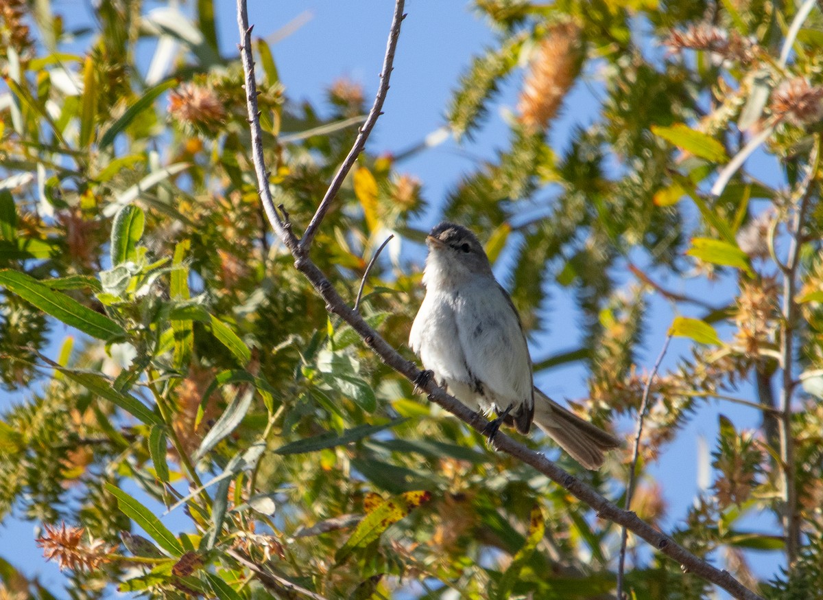 Bell's Vireo (Least) - ML619653728