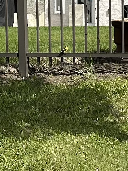 American Goldfinch - sheila ballman