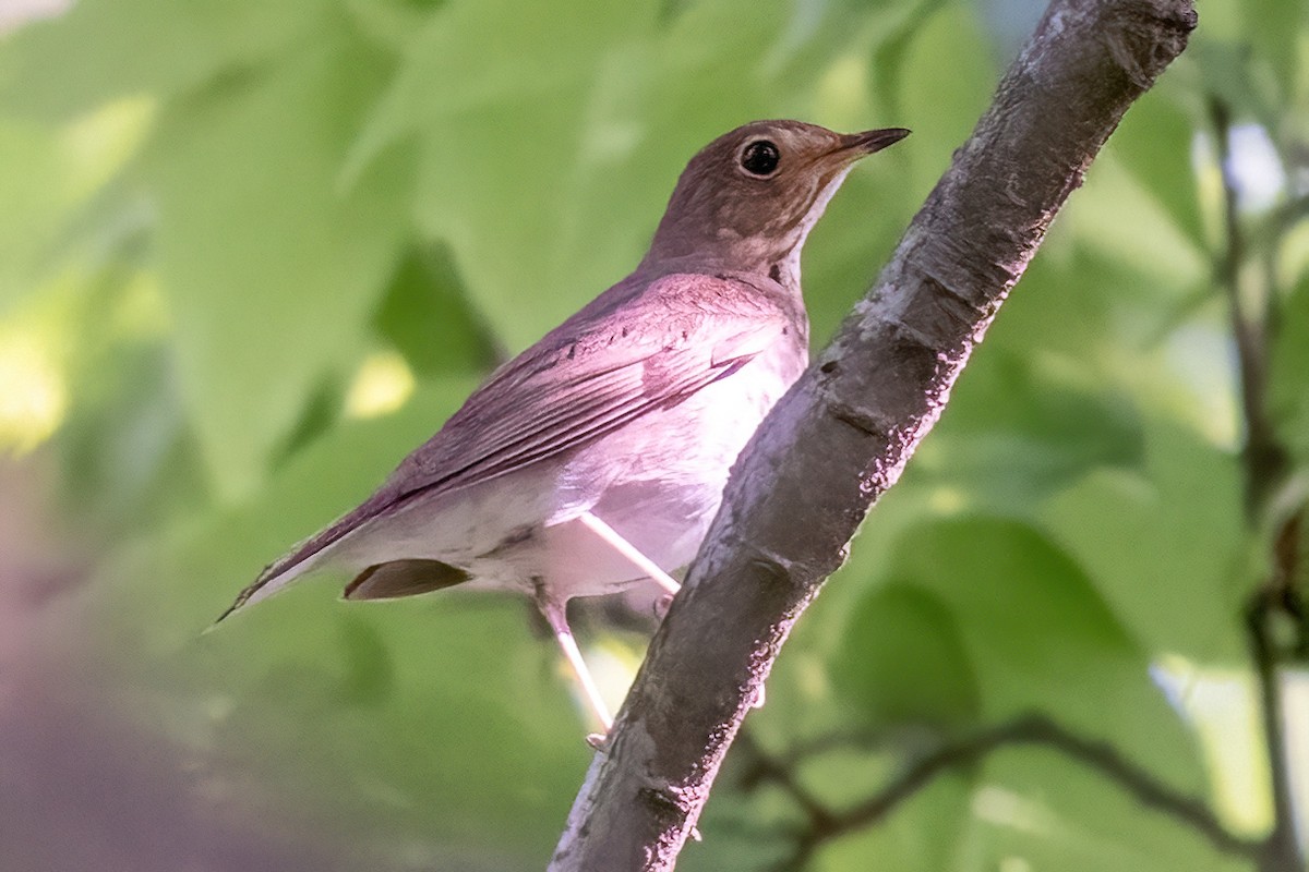 Swainson's Thrush - ML619653738