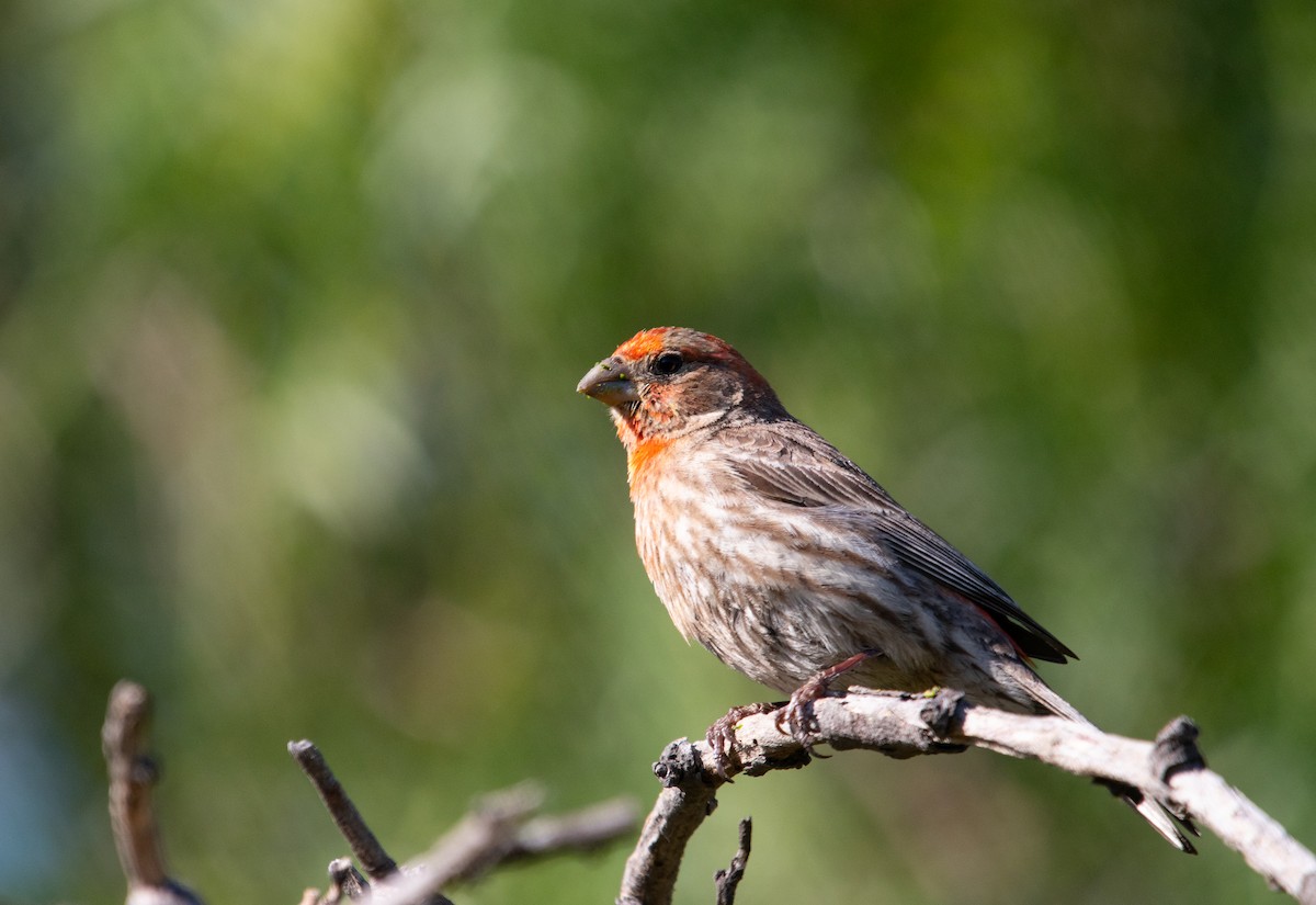 House Finch - Manuel Duran