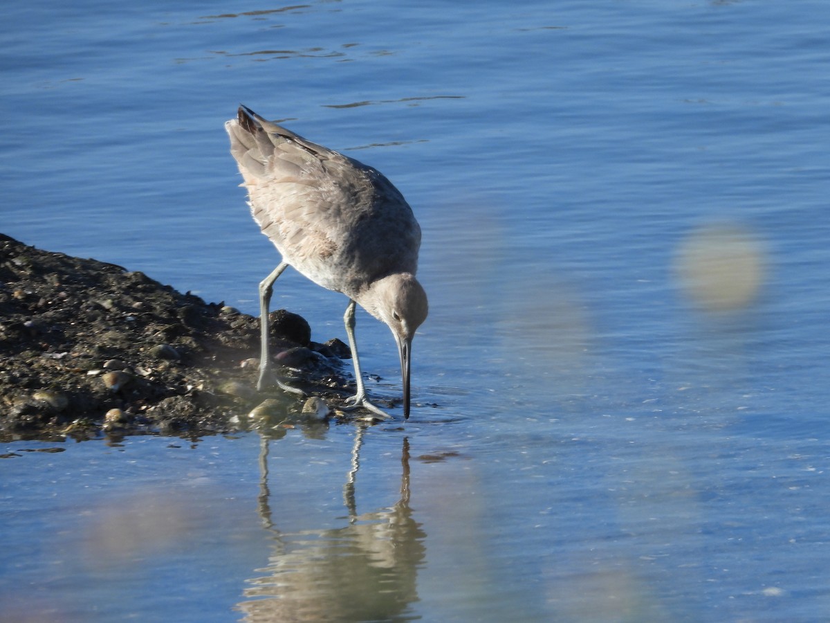 Willet - John Amoroso