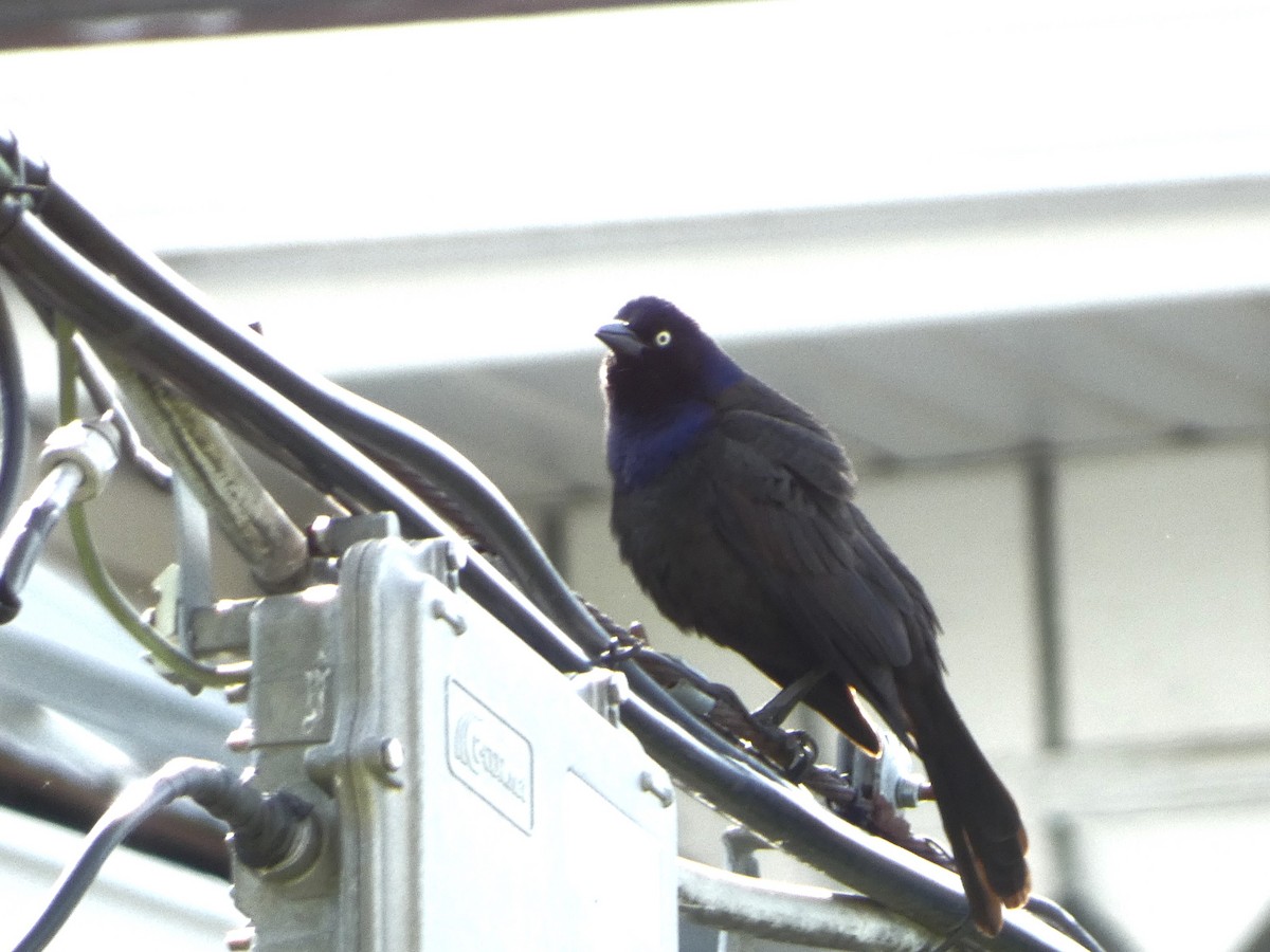 Common Grackle - Sarah Bowman