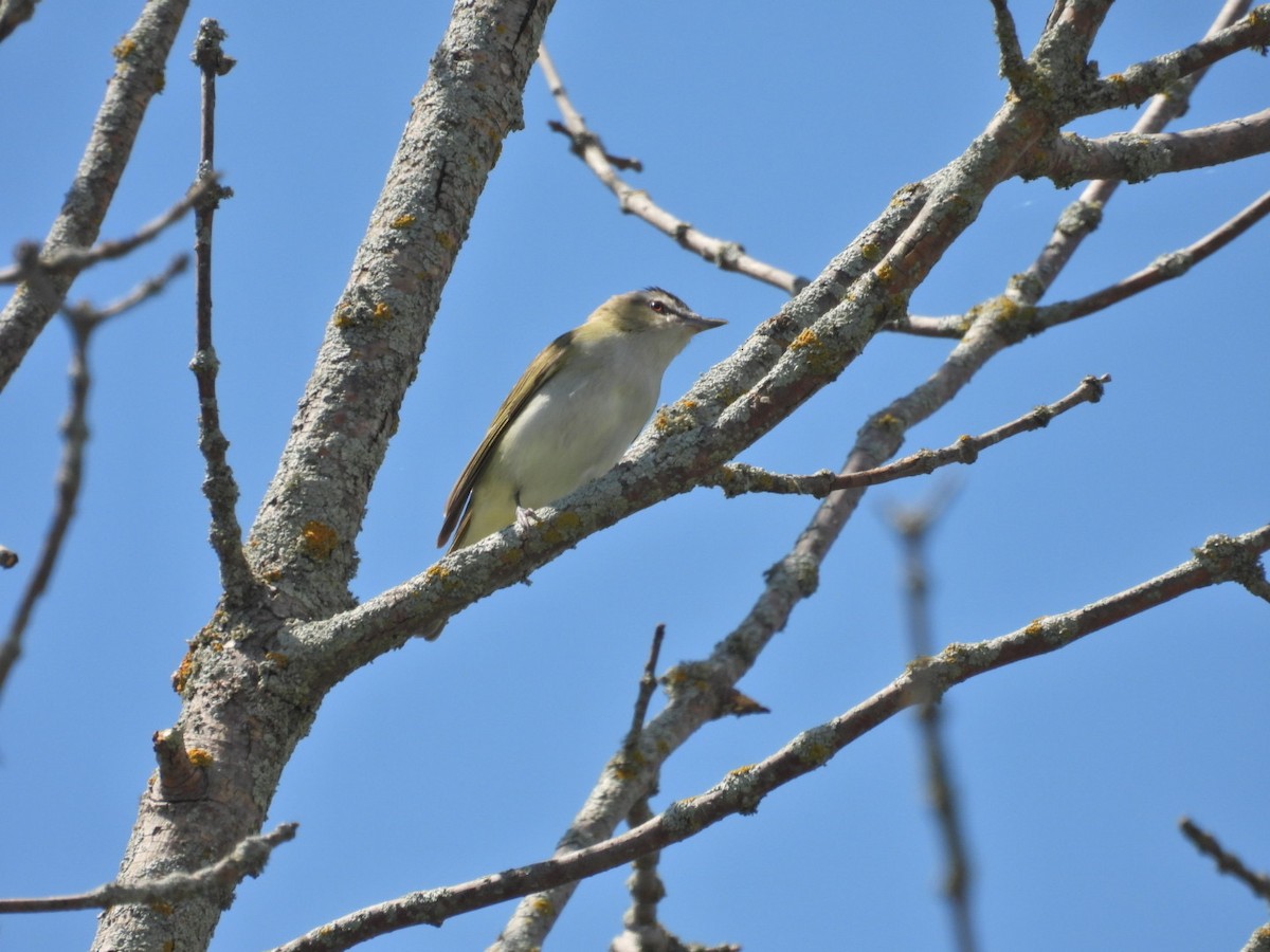 Red-eyed Vireo - Deb Diane