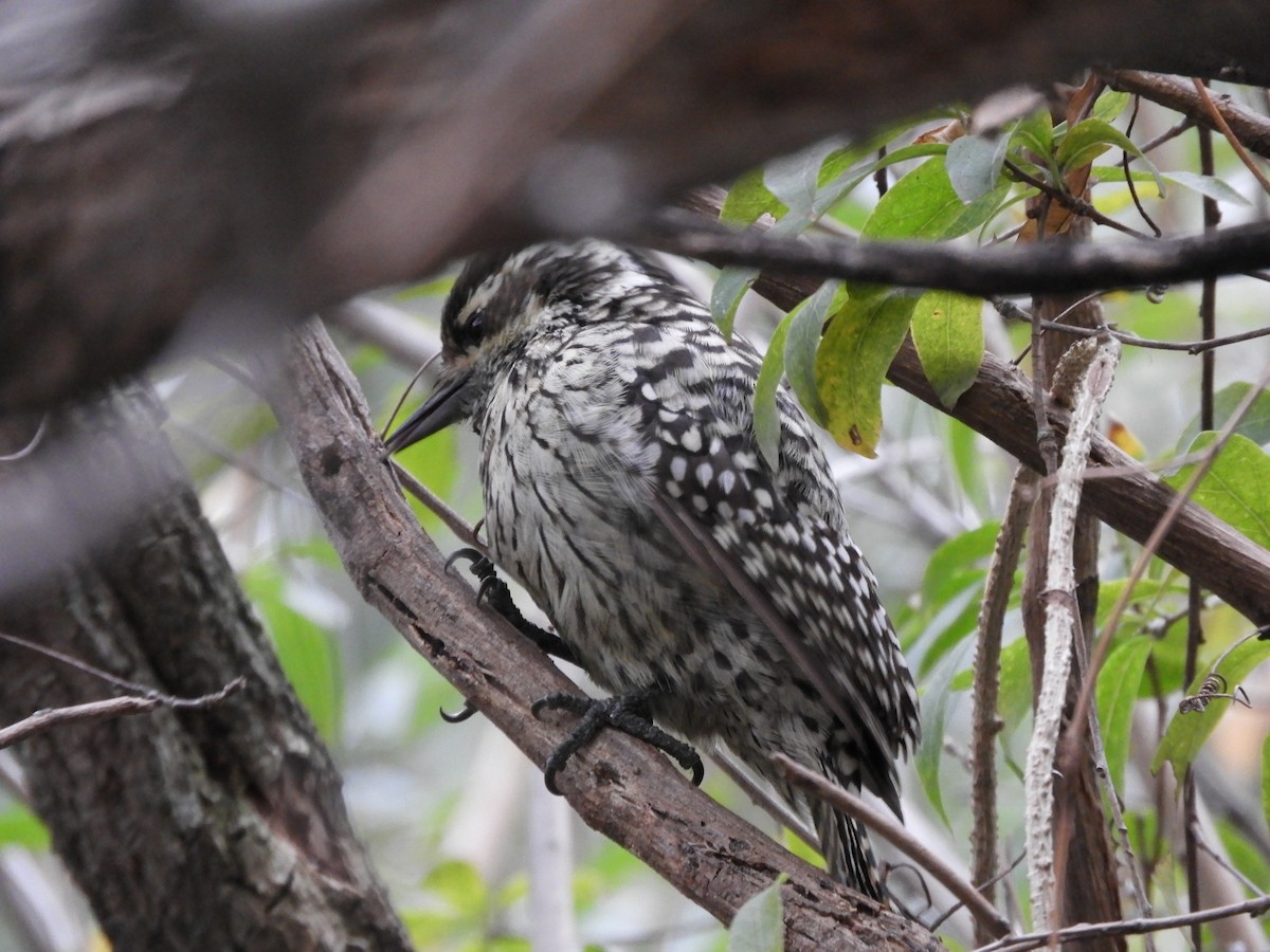 Checkered Woodpecker - Leandro Ceschin