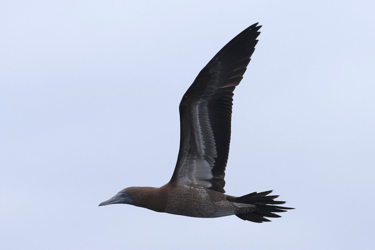 Brown Booby - Caleb Villar