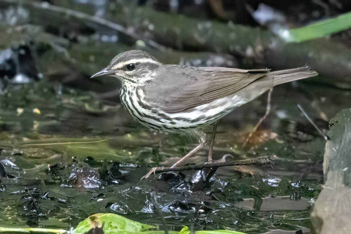 Northern Waterthrush - James Hoagland