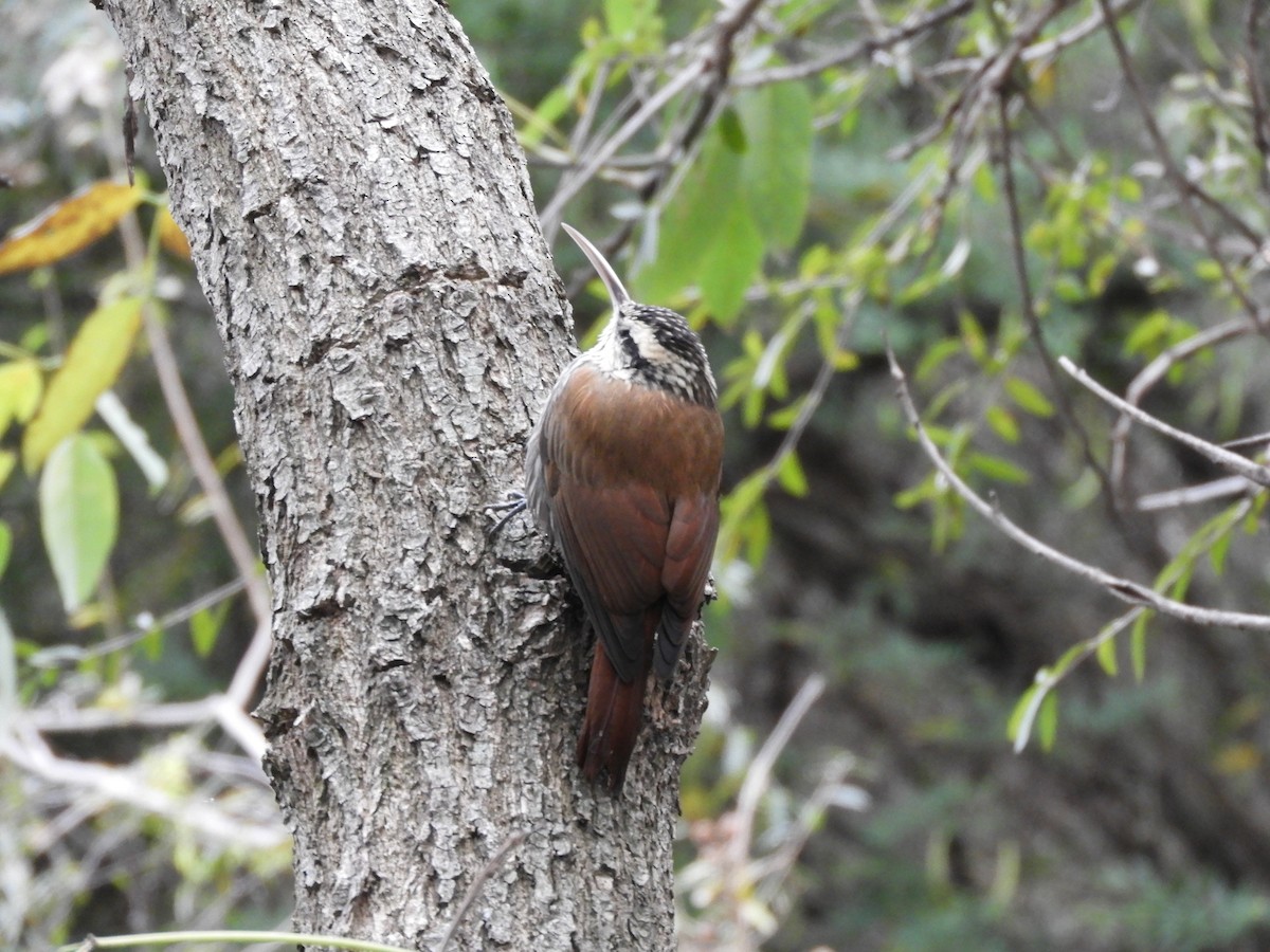 Narrow-billed Woodcreeper - Leandro Ceschin