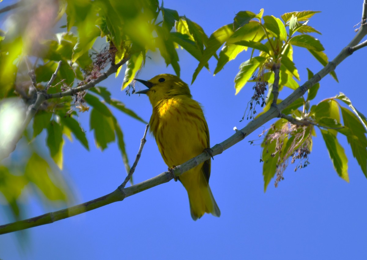 Yellow Warbler - megan mcgarity